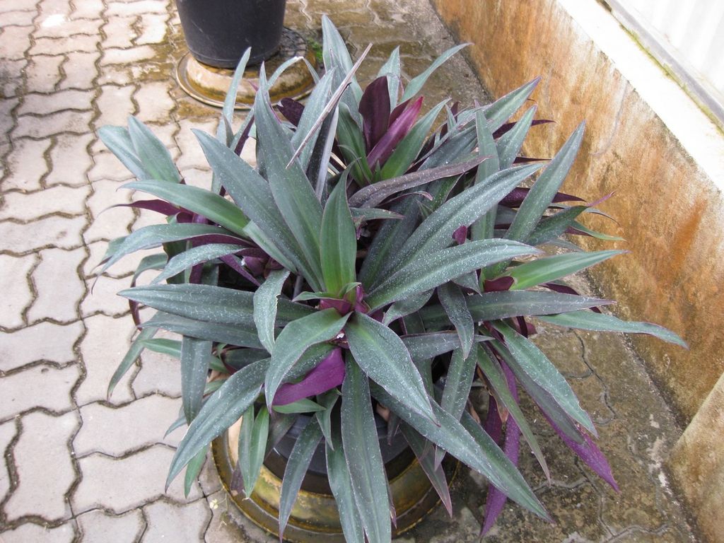 Moses in the Cradle Care Care for Moses in the Cradle HousePlants | HousePlant411.com ...