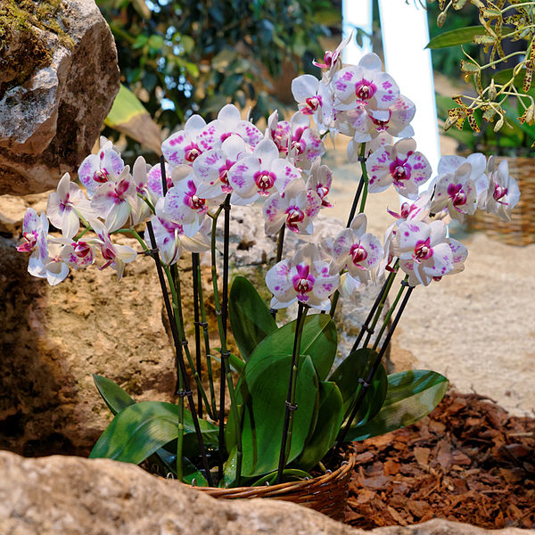 how to grow and care for orchid plants houseplant 411 how to grow and care for orchid plants houseplant 411
