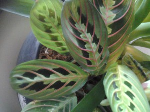 calathea-plant
