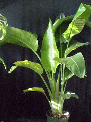 White Cottony Stuff On Houseplants Mealy Bugs Houseplant411 634643864519485935