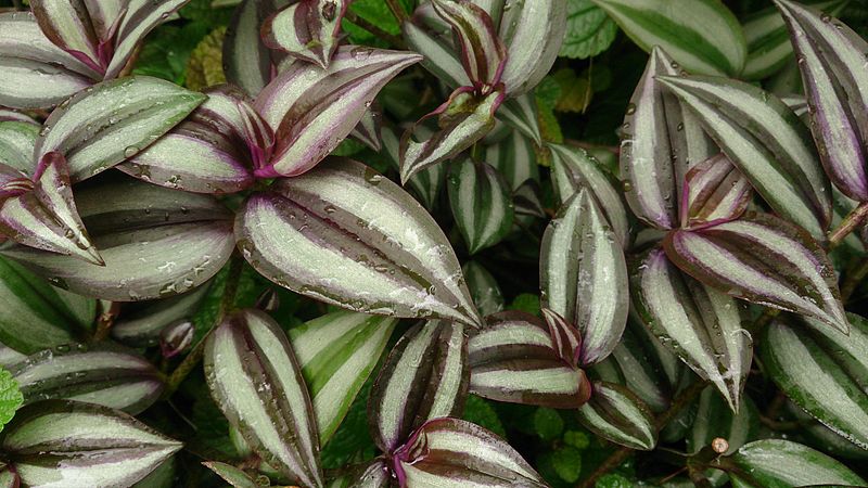 Image result for wandering jew plant
