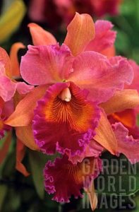 Red and orange Callteya Orchid