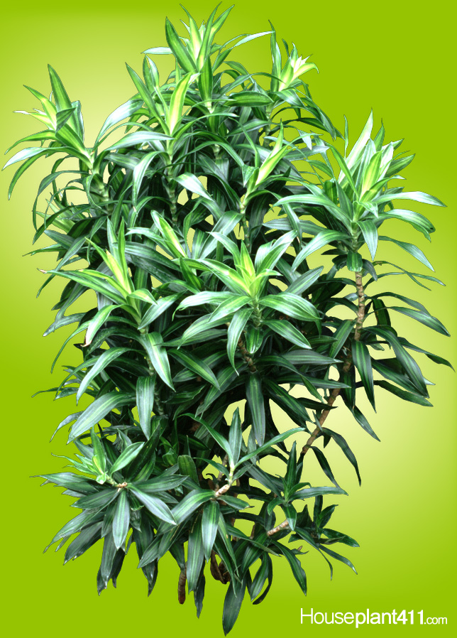 Dracaena Great Indoor House Plants!