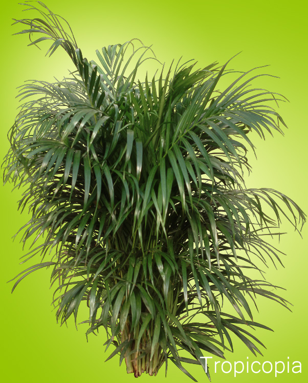 Areca Palm How To Grow Plant Care Guide Houseplant 411 Areca Palm How To Grow Plant Care Guide Houseplant 411