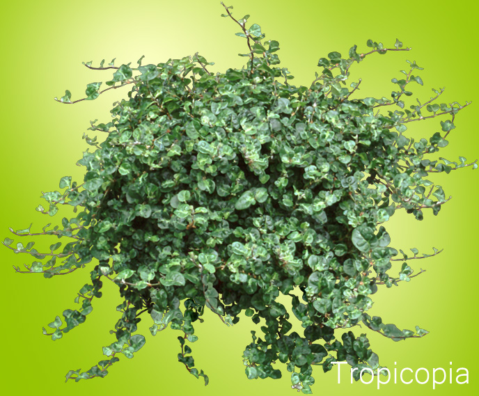 Creeping Fig Plant HousePlant Care Tips