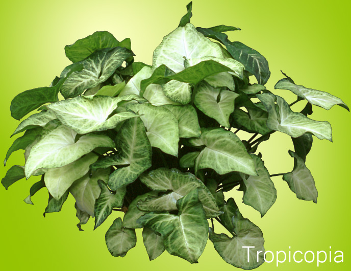 common houseplants arrowhead grow care for arrowhead plants houseplant 411 how to common houseplants arrowhead grow care for arrowhead plants houseplant 411 how to