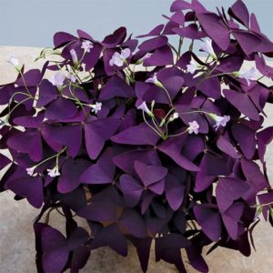 Shamrock Plant with purple leaves and pink flowers