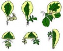 Chart of Plant Propagation Basics