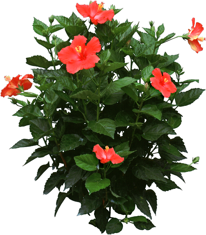Hibiscus Plant Care - Identify and Care for Plants | HousePlant411 ... Hibiscus Plant Care - Identify and Care for Plants | HousePlant411 ...