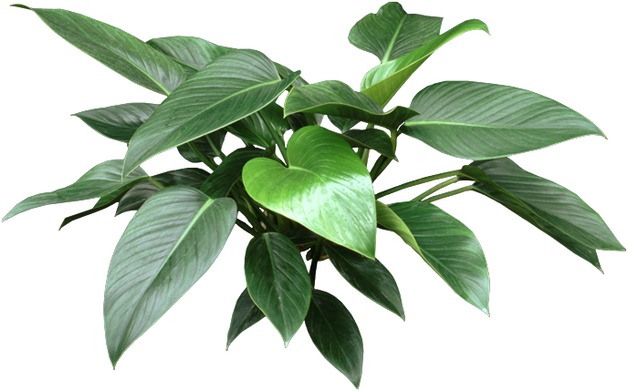 http://www.houseplant411.com/wp-content/uploads/oldimages/Plant_133/634643786123052908.png
