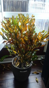 Yellow, green, and orange Croton houseplant