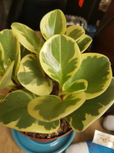 Green and yellow peperomia plant
