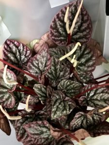 Green, purple, crinkly leaves and white flower spikes on Peperomia "radiator"