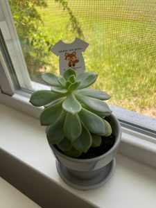 Learn to identify and care for an echeveria plant.