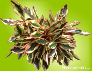 Pink, green, and cream colored peperomia plant