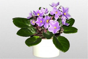 How to identify and grow an African Violet Plant
