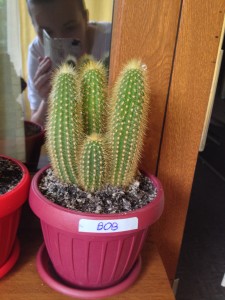 Houseplant Identification And Care Succulents Houseplant411 Long Spines On Green Ribbed Stems Of Echonopsis Huascha Cactus Plant