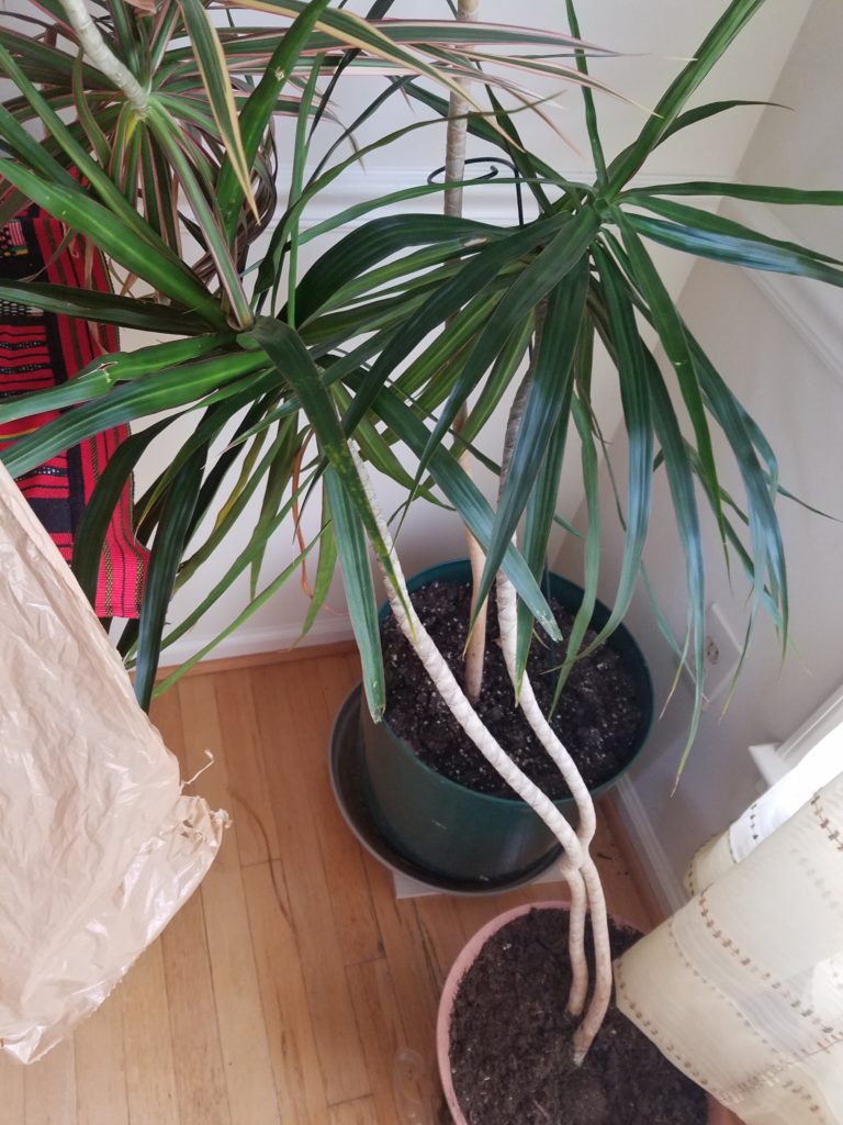 Are these Houseplants Poisonous to Cats Houseplant 411