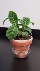 Green Calathea plant with brown leaf tips