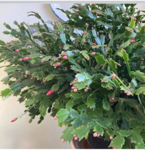 Flower buds on Thanksgiving Cactus - Houseplant411