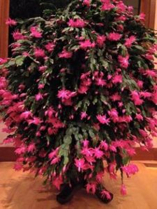 Bright pink flowers on Christmas cactus