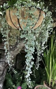 Learn how to grow, identify, and care for a dichondra Siler falls at Houseplant411.com