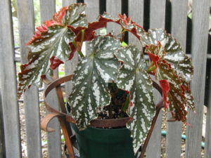Picture helps identify and care for an angel wing begonia