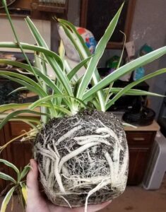 Spider plant with over grown roots that needs to be re-potted