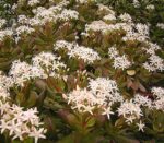 Small white flowers: Jade Plant - Houseplant411