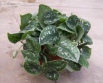 Learn to identify and care for a Satin Pothos, Pothos Siver Splash