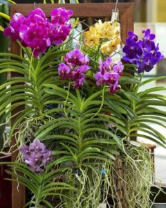 How to identify and care for Vanda Orchid plants