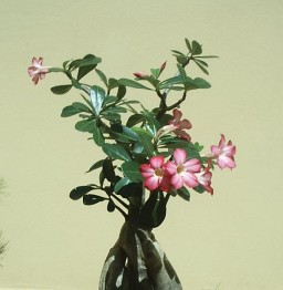 Pink, swollen stem, Desert Rose plant