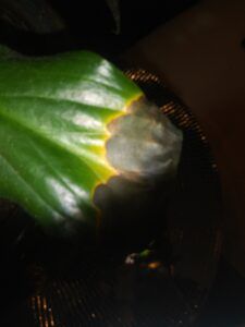 Green dracaena leaf with dark brown tip