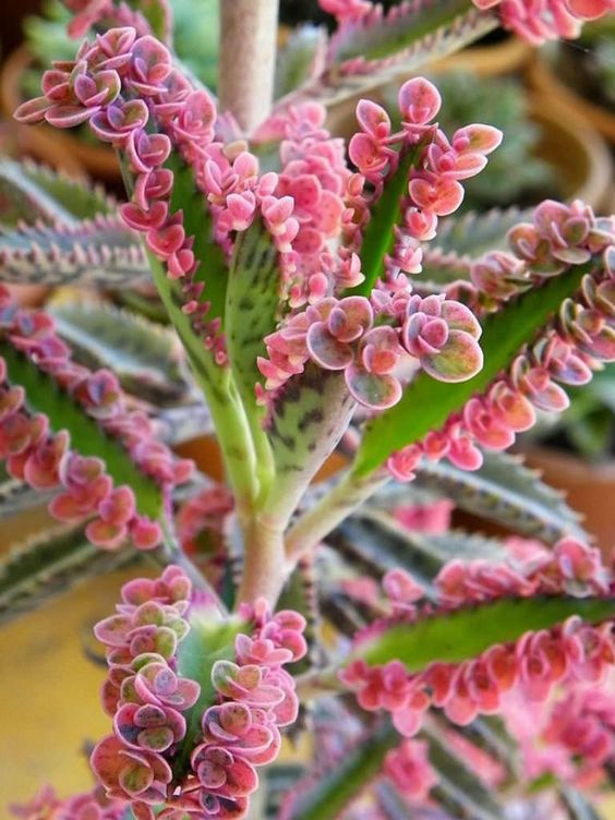 Kalanchoe Plant How to Grow Care Guide