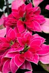 Pink flowers on poinsettia plant -Houseplant411