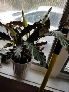 How to identify and care for a calathea rufibarba
