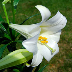 Easter Lily Plant with white flower