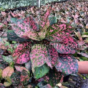 Pink and green Chinese evergreen