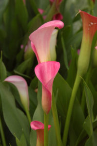 Calla Lily is a bulb plant that can flower indoors or outdoors 