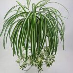 Green and white striped spider plant with babies, small plantlets, hanging down