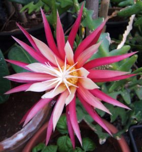 Red and Pink Fishbone Cactus-Selenicereus anthonyanus