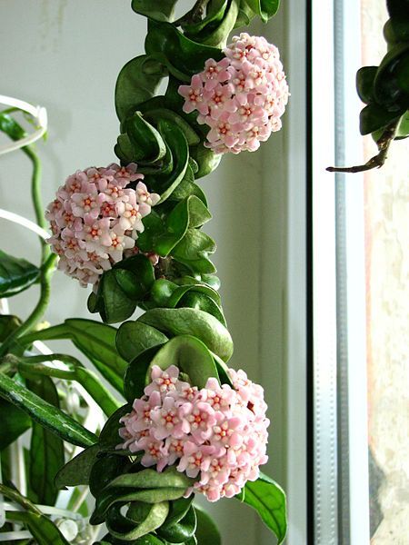 Bush Rope Plant How to Prune and Propagate a Hindu Rope Plant - Houseplant 411