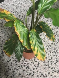 Calathea plant with brown and yellow edges