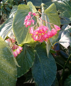 Pink Angel Wing begonia Plant