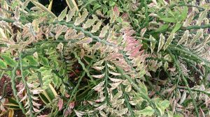 Green, zigzag, thick stems on Devil's Bckbone Plant