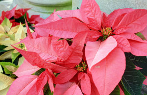 Pink Poinsettia Flowers