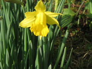 Yellow daffodil Plant
