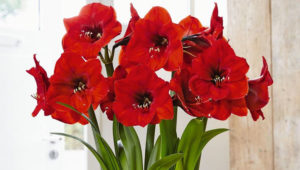 Large, red, tubular flowers and long, green leaves on amaryllis plant