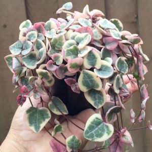Heart shaped green, pink, and white String of hearts plant