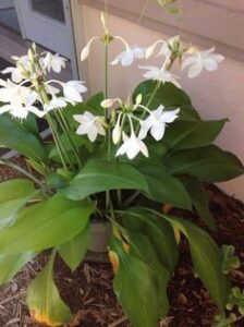 Amazon Lily Plant-Eucharis Grandiflora-Plant Care Tips - Houseplant 411